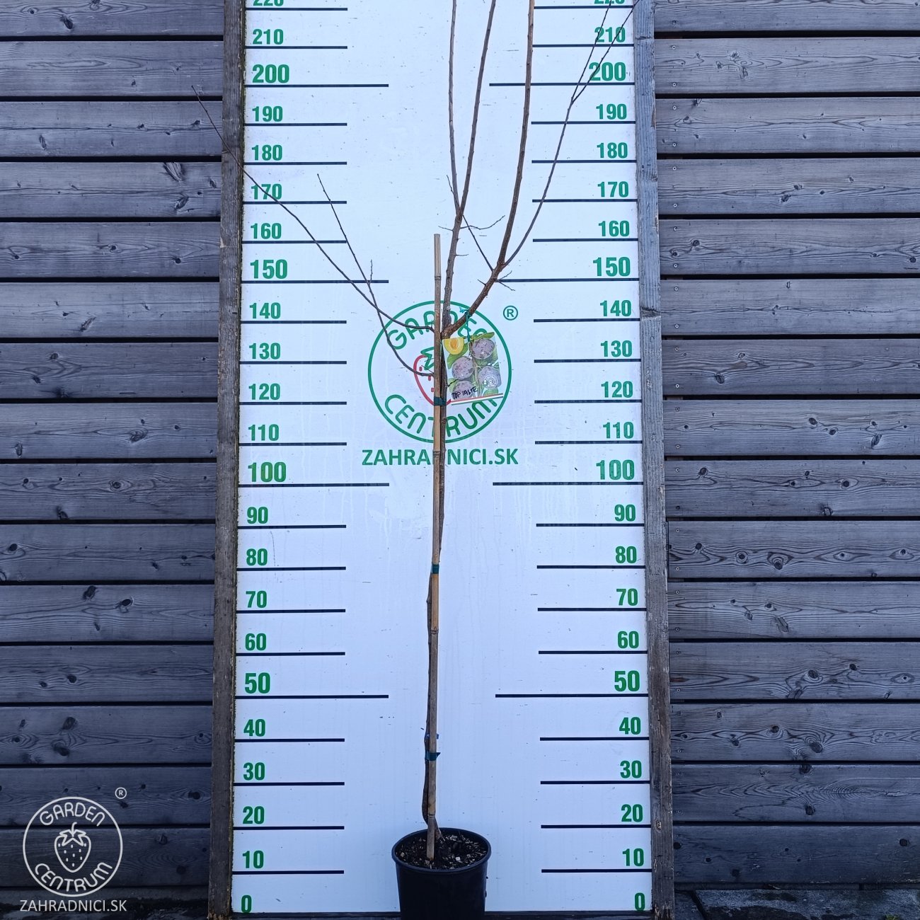 Obrázok Slivka domáca (Prunus domestica) ´TOPTASTE´ - výška 150-170 cm, kont. C6L